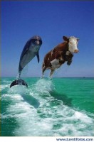 /album/fotogaleria/vaca-y-delfin-jpg/